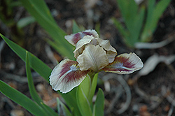 Almond Joy Iris (Iris 'Almond Joy') at Stonegate Gardens