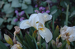 Invisible Ink Iris (Iris 'Invisible Ink') at Stonegate Gardens