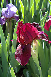 Cherry Garden Iris (Iris 'Cherry Garden') at Stonegate Gardens