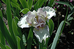 Heepers Iris (Iris 'Heepers') at Stonegate Gardens