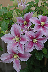 Piilu Clematis (Clematis 'Piilu') at Lakeshore Garden Centres