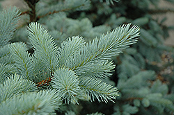 Bacheri Blue Spruce (Picea pungens 'Bacheri') at Stonegate Gardens