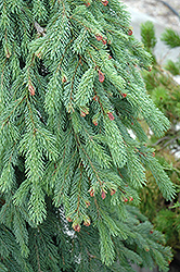 Weeping White Spruce (Picea glauca 'Pendula') at Stonegate Gardens
