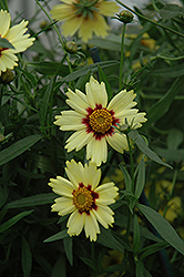Red Shift Tickseed (Coreopsis 'Red Shift') at Stonegate Gardens
