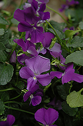 Purple Showers Pansy (Viola 'Purple Showers') at Stonegate Gardens