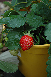 Kent Strawberry (Fragaria 'Kent') at Stonegate Gardens