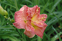 Lacy Doily Daylily (Hemerocallis 'Lacy Doily') at Lakeshore Garden Centres