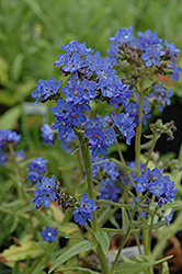 Blue Angel Summer Forget-Me-Not (Anchusa capensis 'Blue Angel') at Stonegate Gardens