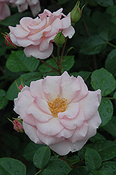Kimberlina Rose (Rosa 'Kimberlina') at Stonegate Gardens