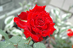 Beloved Rose (Rosa 'Beloved') at Stonegate Gardens