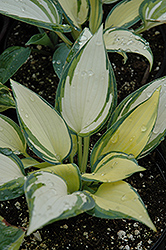 Remember Me Hosta (Hosta 'Remember Me') at Lakeshore Garden Centres