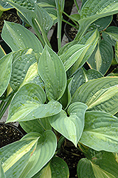 Striptease Hosta (Hosta 'Striptease') at Lakeshore Garden Centres