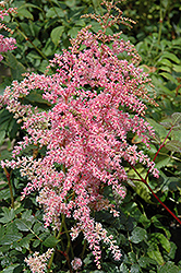 Flamingo Astilbe (Astilbe x arendsii 'Flamingo') at A Very Successful Garden Center