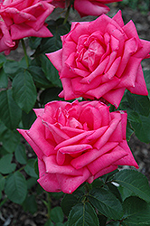 Miss All American Beauty Rose (Rosa 'Miss All American Beauty') at Lakeshore Garden Centres