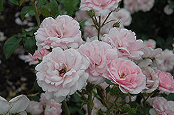 Bonica Rose (Rosa 'Meidomonac') at Stonegate Gardens