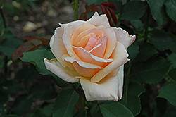 Medallion Rose (Rosa 'Medallion') at Stonegate Gardens