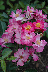 Daydream Rose (Rosa 'Daydream') at Stonegate Gardens