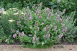 Sweet Dreams Catmint (Nepeta subsessilis 'Sweet Dreams') at Stonegate Gardens
