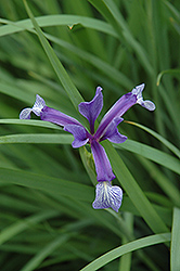Spuria Iris (Iris sintenisii) at Stonegate Gardens