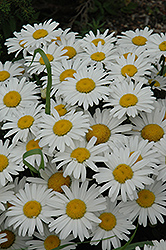 Snow Lady Shasta Daisy (Leucanthemum x superbum 'Snow Lady') at Stonegate Gardens