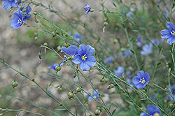 Sapphire Perennial Flax (Linum perenne 'Sapphire') at Stonegate Gardens