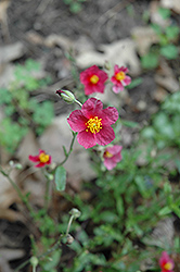 Hartswood Ruby Rock Rose (Helianthemum 'Hartswood Ruby') at A Very Successful Garden Center