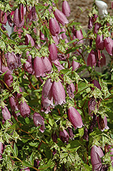 Rubriflora Bellflower (Campanula punctata 'Rubriflora') at Stonegate Gardens