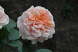 Prairie Sunrise Rose (Rosa 'Prairie Sunrise') at Stonegate Gardens
