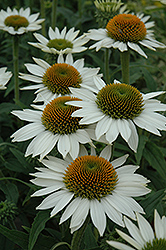 Purity Coneflower (Echinacea 'Purity') at A Very Successful Garden Center