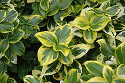 Gold Prince Wintercreeper (Euonymus fortunei 'Gold Prince') at Stonegate Gardens