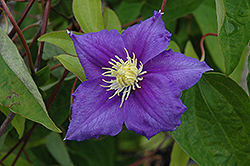Will Goodwin Clematis (Clematis 'Will Goodwin') at Lakeshore Garden Centres