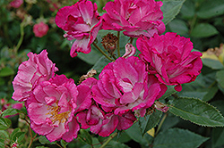 Purple Simplicity Rose (Rosa 'Purple Simplicity') at A Very Successful Garden Center