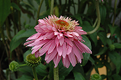 Pink Poodle Coneflower (Echinacea purpurea 'Pink Poodle') at Stonegate Gardens