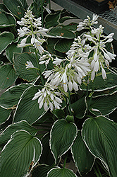 Frosted Jade Hosta (Hosta 'Frosted Jade') at Lakeshore Garden Centres