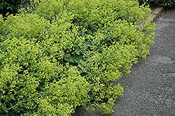 Thriller Lady's Mantle (Alchemilla 'Thriller') at Lakeshore Garden Centres