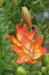 Toyland Lily (Lilium 'Toyland') at Stonegate Gardens