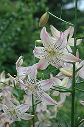 Corsage Lily (Lilium 'Corsage') at Stonegate Gardens