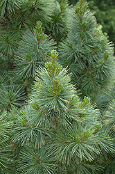 Dense Dwarf White Pine (Pinus strobus 'Brevifolia') at Stonegate Gardens