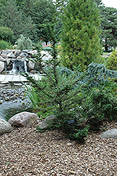 Forest Fountain Hemlock (Tsuga canadensis 'Forest Fountain') at Stonegate Gardens