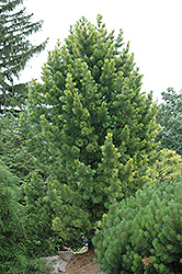 Golden Variegated Swiss Stone Pine (Pinus cembra 'Aureovariegata') at Stonegate Gardens
