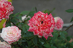 Minnie Pearl Rose (Rosa 'Minnie Pearl') at Stonegate Gardens