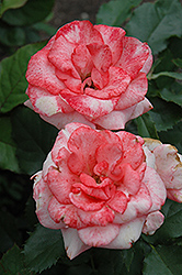 First Edition Rose (Rosa 'First Edition') at Stonegate Gardens