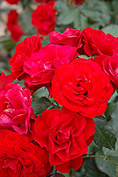 Europeana Rose (Rosa 'Europeana') at Lakeshore Garden Centres