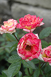 Dancing Flame Rose (Rosa 'Dancing Flame') at Stonegate Gardens