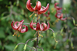 Claude Shride Martagon Lily (Lilium martagon 'Claude Shride') at Lakeshore Garden Centres