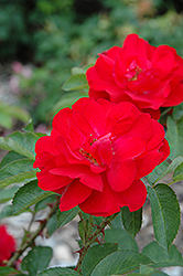 Hansaland Rose (Rosa 'Hansaland') at Lakeshore Garden Centres