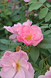 Applejack Rose (Rosa 'Applejack') at Stonegate Gardens