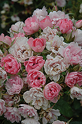Pink Grootendorst Rose (Rosa 'Pink Grootendorst') at Stonegate Gardens