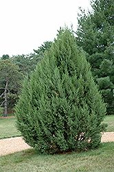 Sutherland Juniper (Juniperus scopulorum 'Sutherland') at Stonegate Gardens