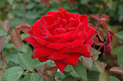 Kashmir Rose (Rosa 'Kashmir') at Lakeshore Garden Centres